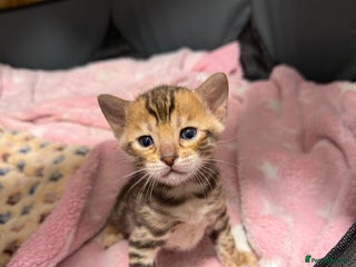 Bengal cats Pure Bengal Female kittens - Advert 6