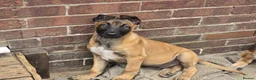 Belgian Shepherd Dog dogs for sale: Belgian Shepherd puppy in Scunthorpe - Advert 1