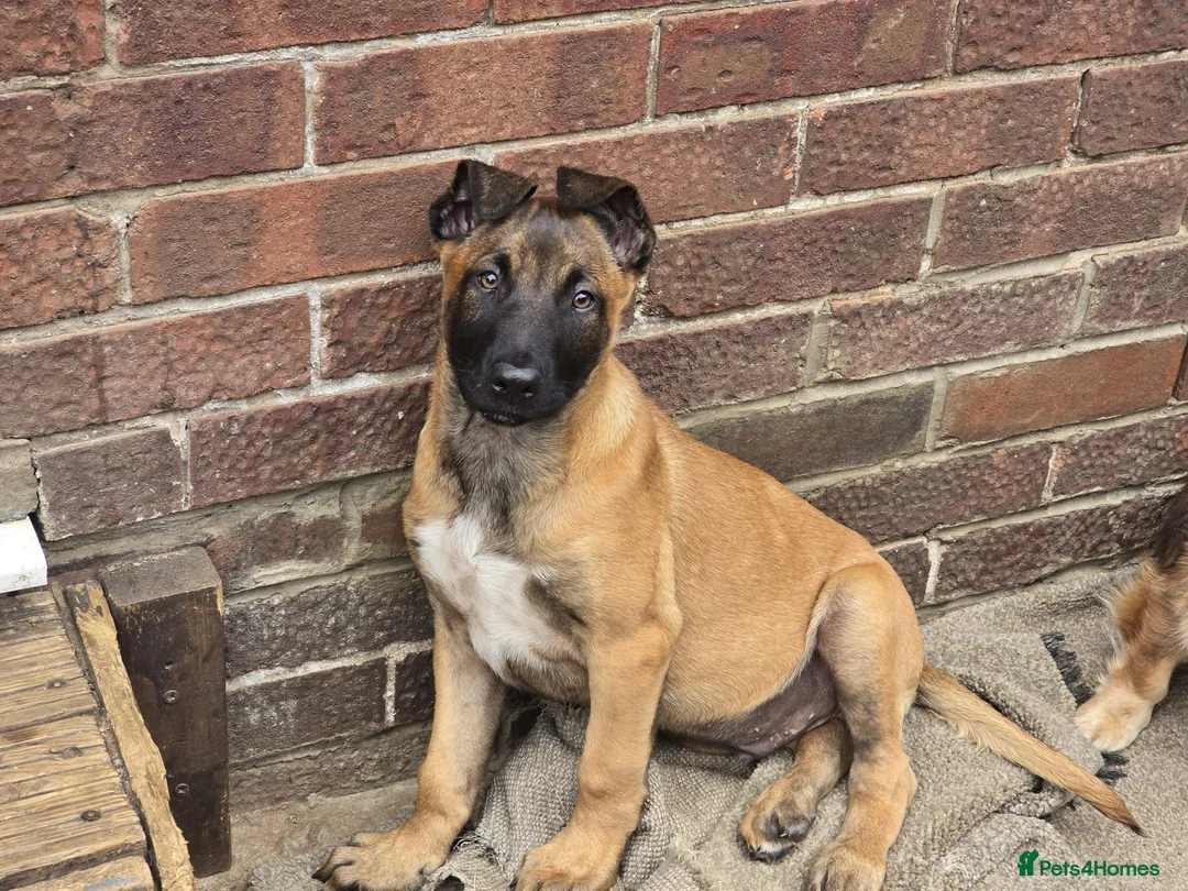 Belgian Shepherd Dog dogs for sale: Belgian Shepherd puppy in Scunthorpe - Advert 1