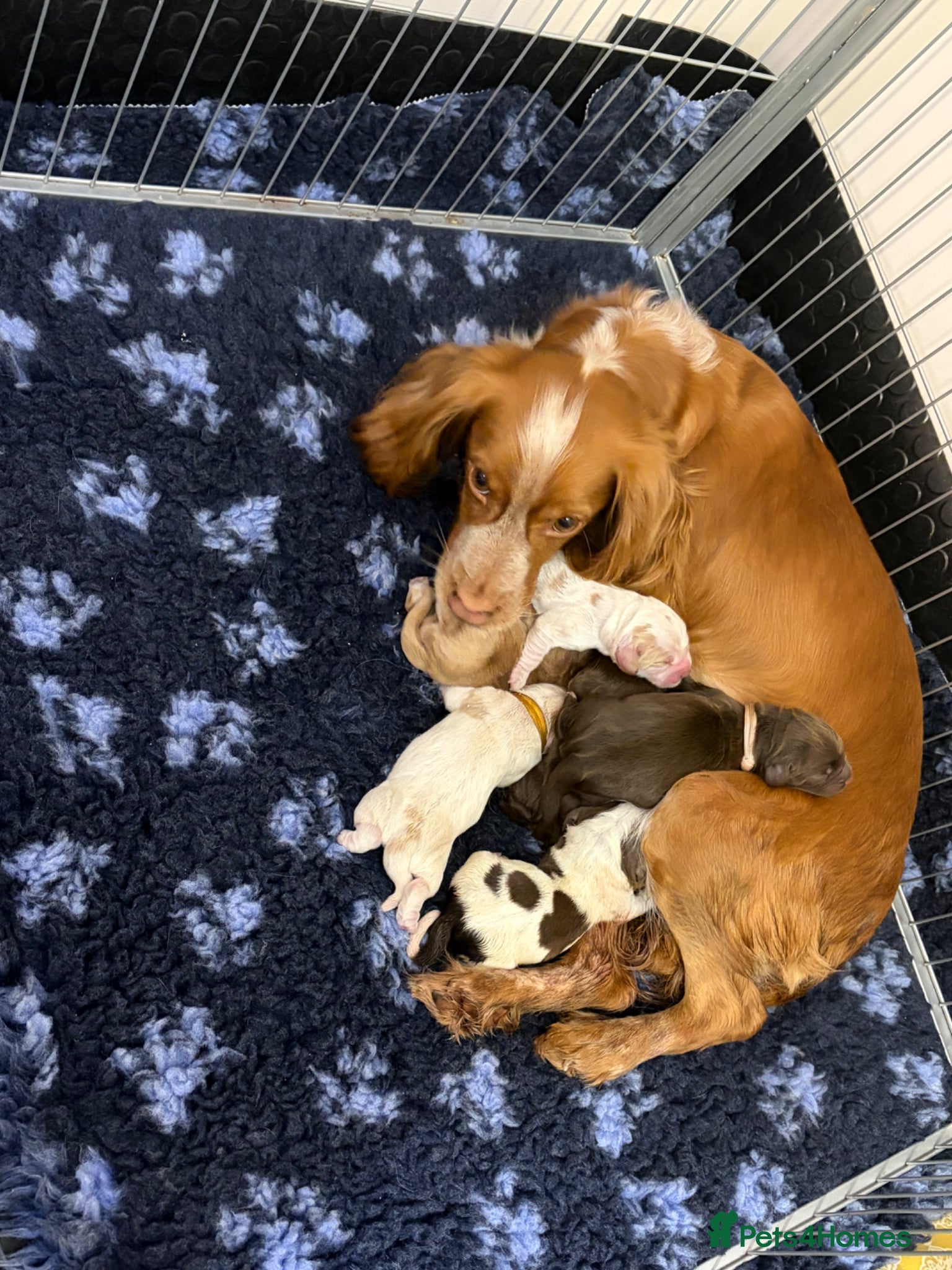 Cocker Spaniel dogs KC reg working cocker puppies  - Advert 1