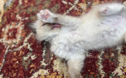 Ragdoll cats for sale: Pure fluffy Ragdoll kittens looking for5 star home - Image 25