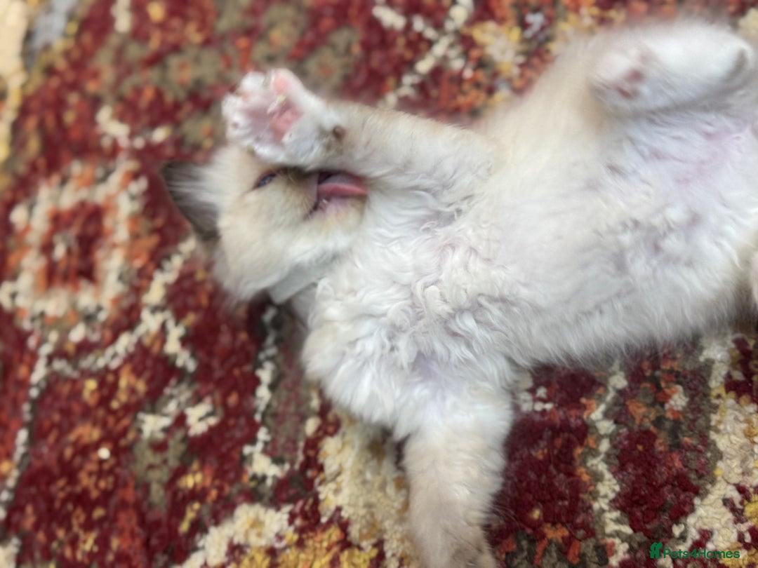 Ragdoll cats for sale: Pure fluffy Ragdoll kittens looking for5 star home - Image 25
