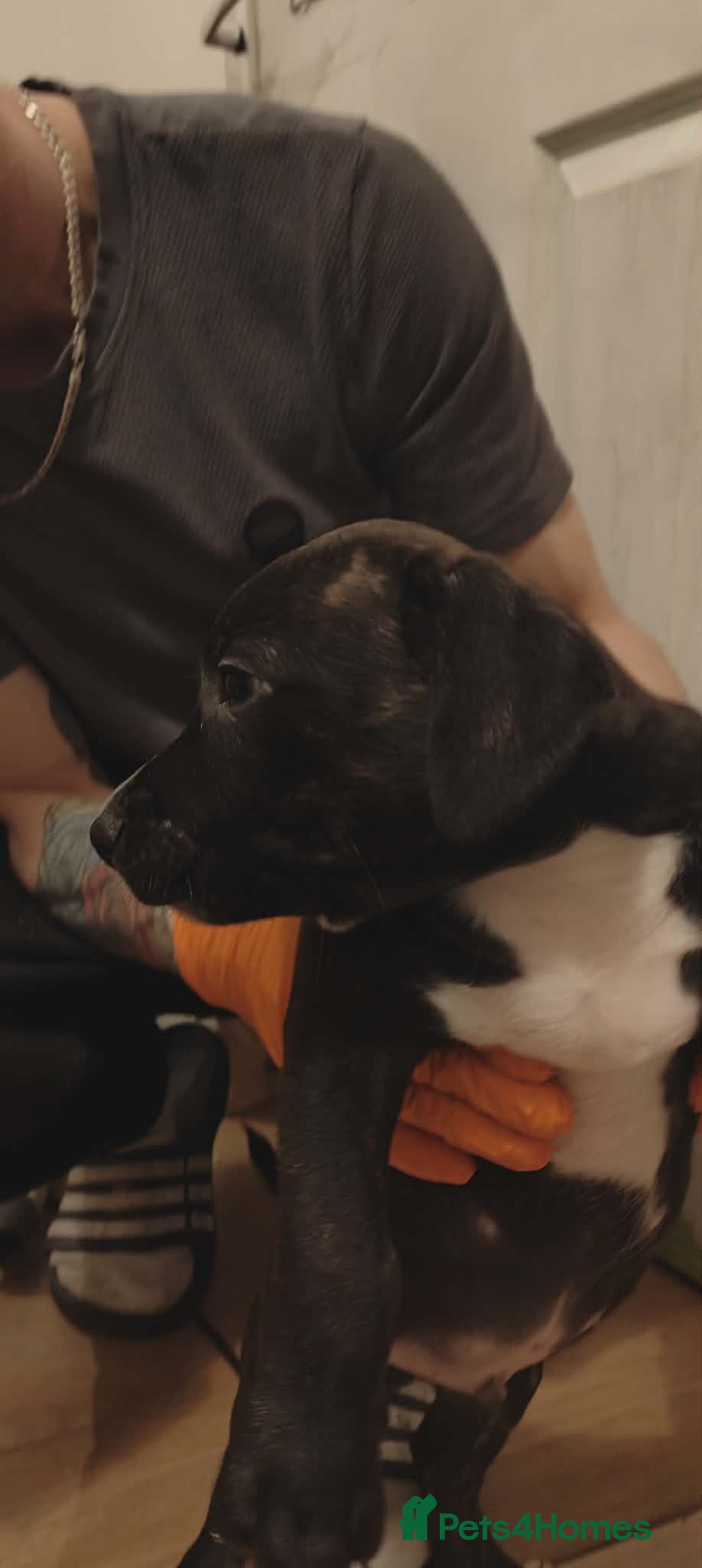 Staffordshire Bull Terrier dogs for sale: Beautiful stunning staffy puppies READY To go !!! - Advert 7