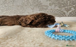 Shih Tzu dogs for sale: SHIH tzu puppies 🐶 outstanding - Image 19