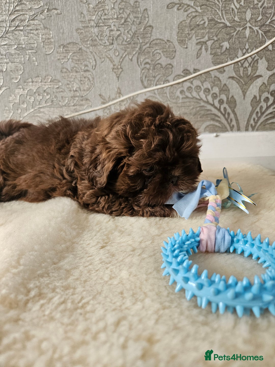 Shih Tzu dogs for sale: SHIH tzu puppies 🐶 outstanding - Image 19