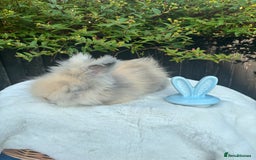 Angora rabbits for sale: Harlequin and blue (grey ) angoras  - Image 6