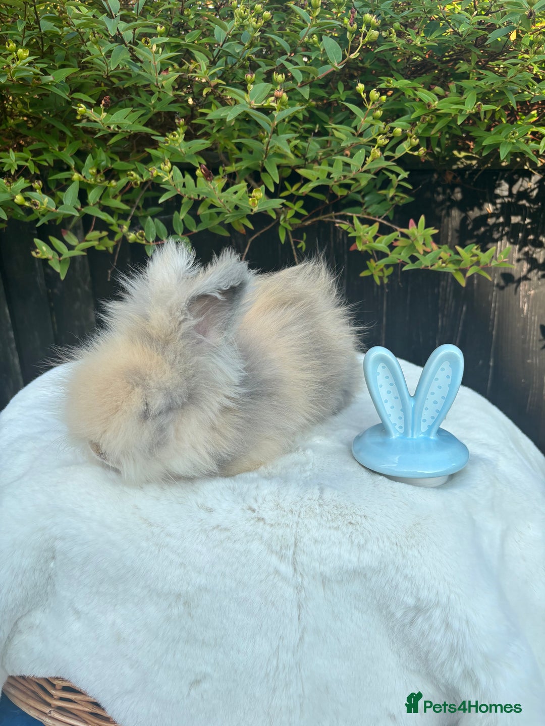 Angora rabbits for sale: Harlequin and blue (grey ) angoras  - Image 6