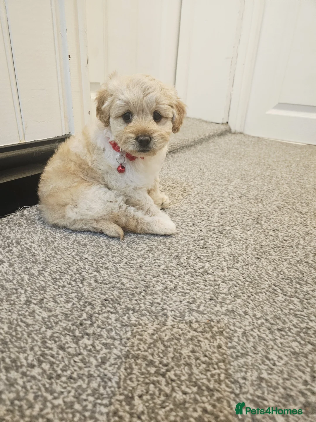 Cockapoo dogs for sale: Gorgeous Family Raised Cockapoo Puppies For Sale in Leicester - Advert 2