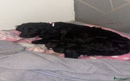 Sprocker dogs for sale: Beautiful sprocker puppies - Image 1