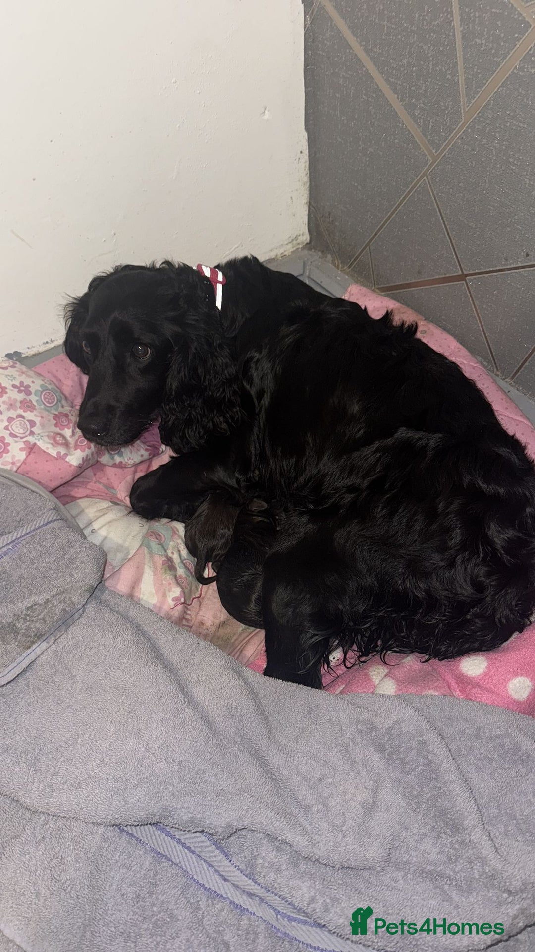 Sprocker dogs for sale: Beautiful sprocker puppies - Image 1