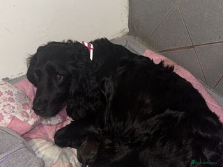 Sprocker dogs for sale - Advert 1