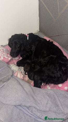 Sprocker dogs - Advert 2