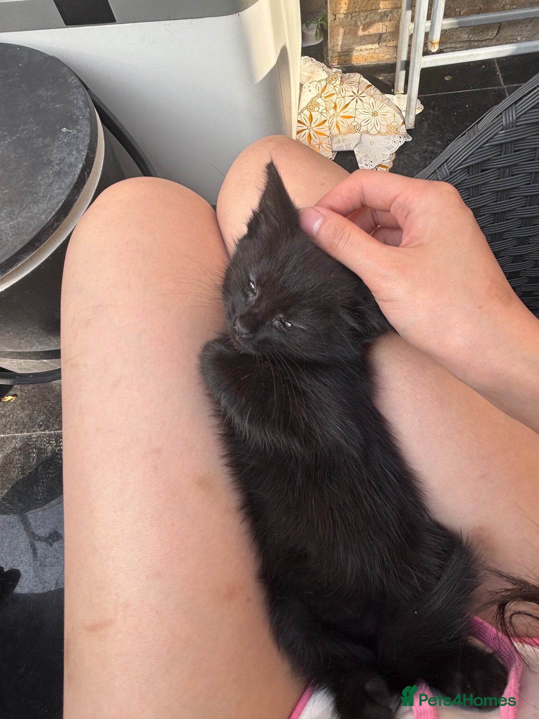 Mixed Breed cats for sale: black and tabby kittens looking for new home  - Image 13