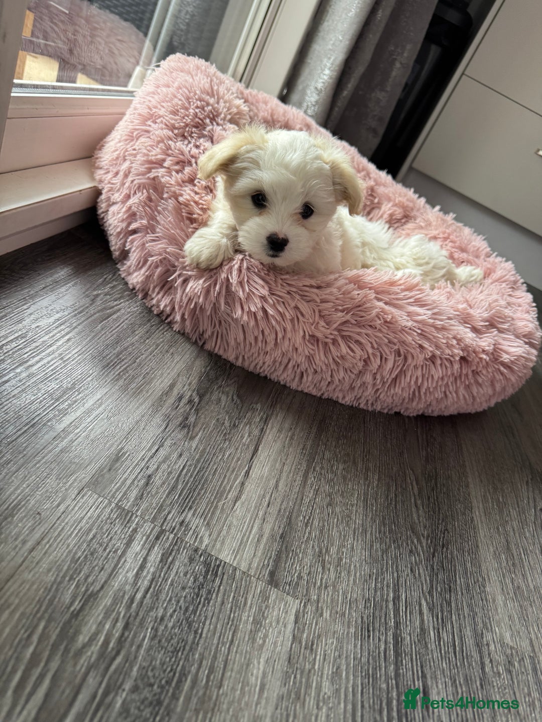 Bichon Frise dogs for sale: One little girl and boy are looking for a family🤍 - Image 2