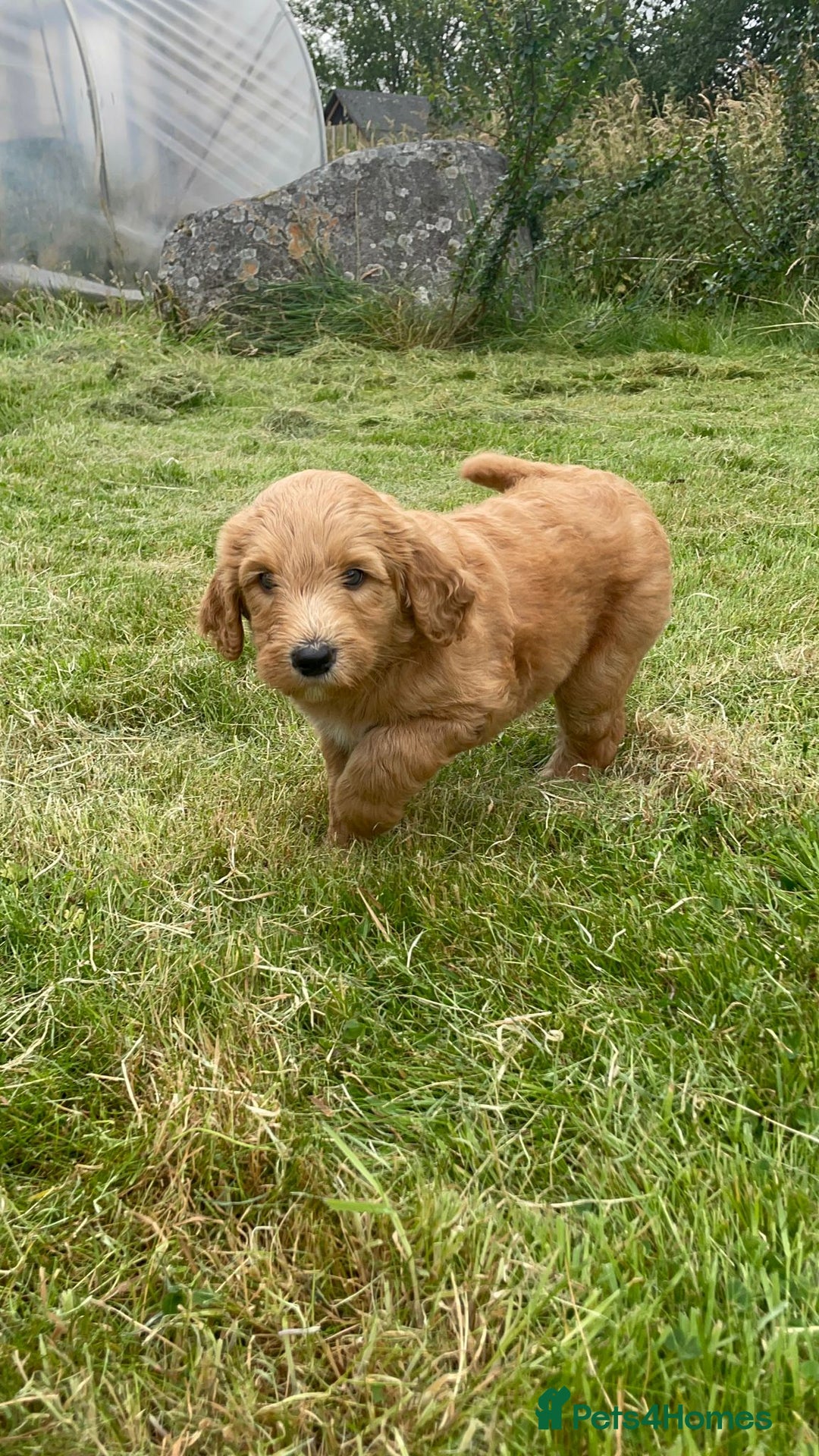 Australian Labradoodle dogs for sale: Australian Labradoodle puppies  - Image 10
