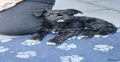 Miniature Schnauzer dogs - Advert 10