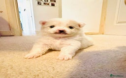 Pomeranian dogs for sale: Your little Pomeranian friend  - Image 3