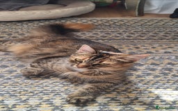Norwegian Forest Cat cats for sale: Norwegian forest kittens - Image 12