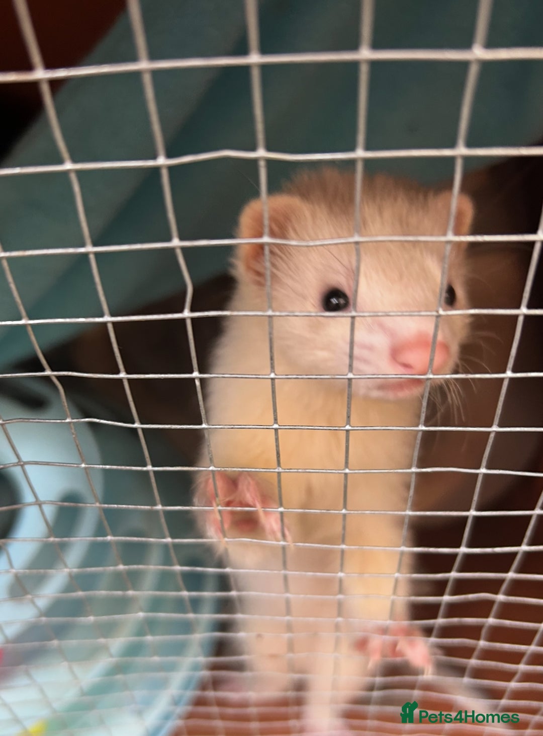Ferret rodents for sale: Silver Jill - Image 5