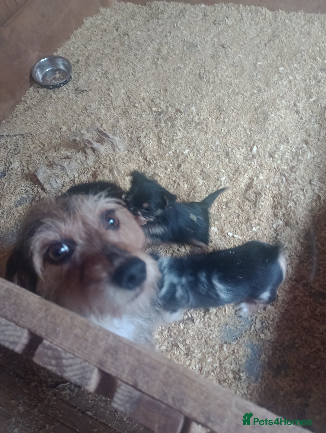 Mixed Breed dogs for sale: Sausage dog x Yorkshire Terrier - Image 5