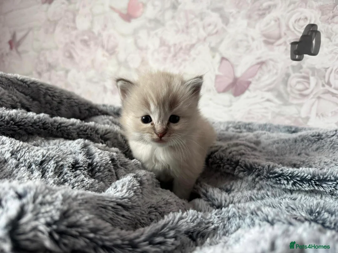 Ragdoll cats for sale: 🌟RAGDOLL KITTENS 🌟 - Advert 1