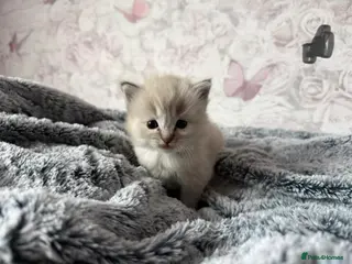 Ragdoll cats 🌟RAGDOLL KITTENS 🌟 - Advert 9