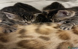 Bengal cats for sale:  Bengal kittens - Image 11