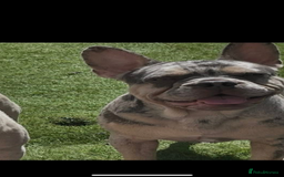 French Bulldog dogs for stud: Lilac Merle frenchie  - Image 2