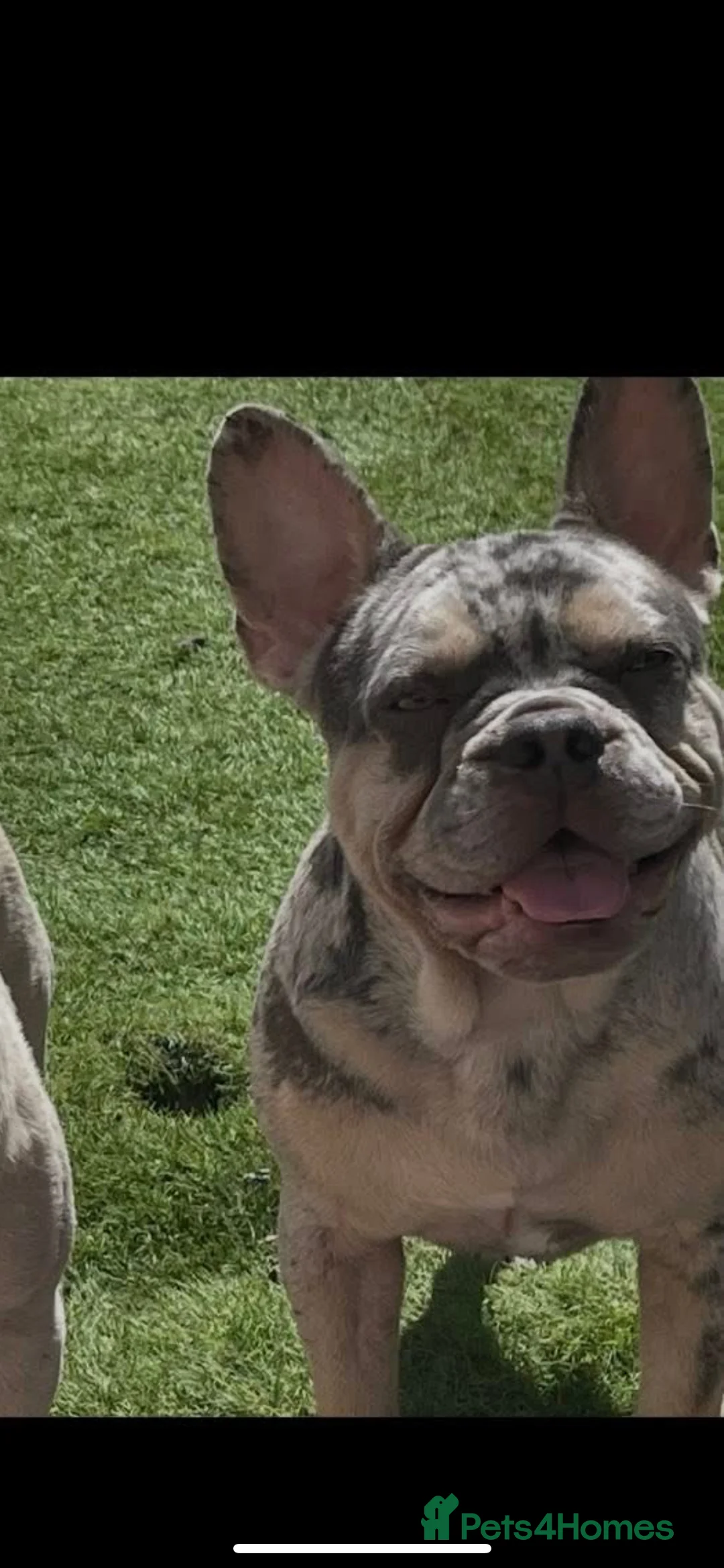 French Bulldog dogs for stud: Lilac Merle frenchie  - Advert 3
