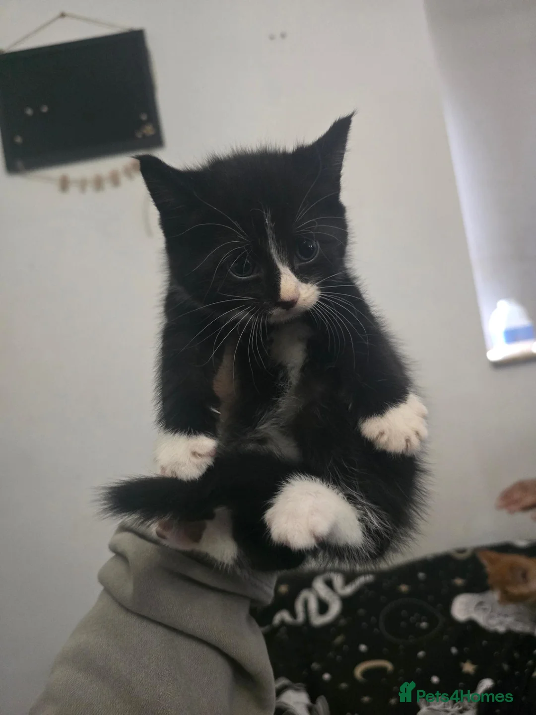 Mixed Breed cats for sale: Maine Coon x Ragdoll - Advert 9