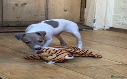 Italian Greyhound dogs for sale: Outstanding repeat mating litter  - Advert 10