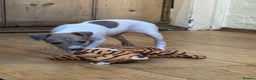 Italian Greyhound dogs for sale: Outstanding repeat mating litter  - Advert 10