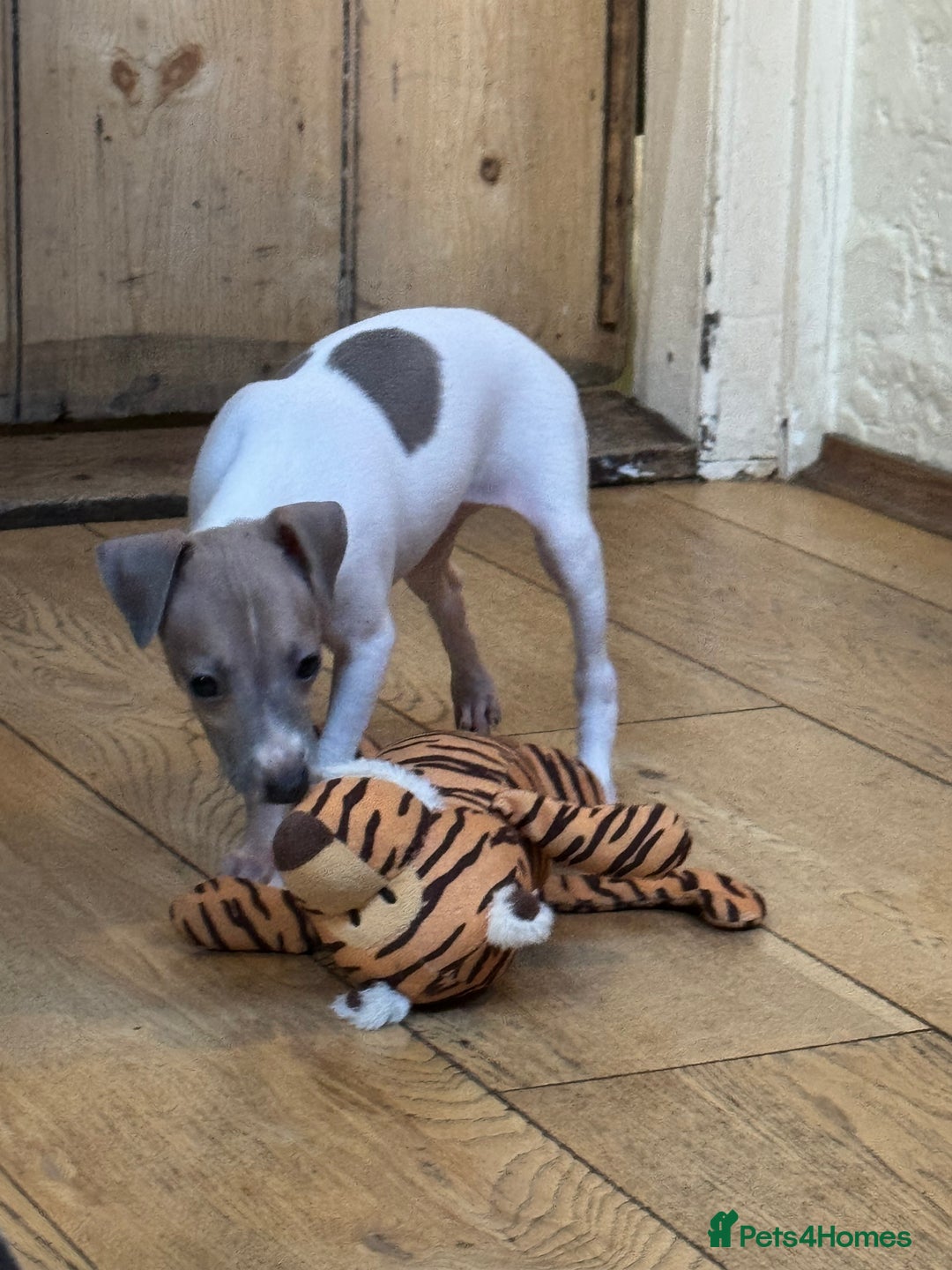 Italian Greyhound dogs for sale: Outstanding repeat mating litter  - Advert 10
