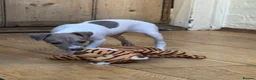 Italian Greyhound dogs for sale: Outstanding repeat mating litter ONE FEMALE LEFT - Advert 10