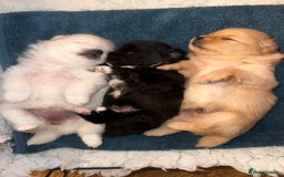 Pomeranian dogs for sale: Champion bloodline Pomeranian puppies  - Image 1