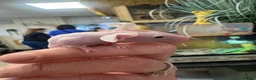 Mouse rodents for sale: Naked mice for sale - Advert 1