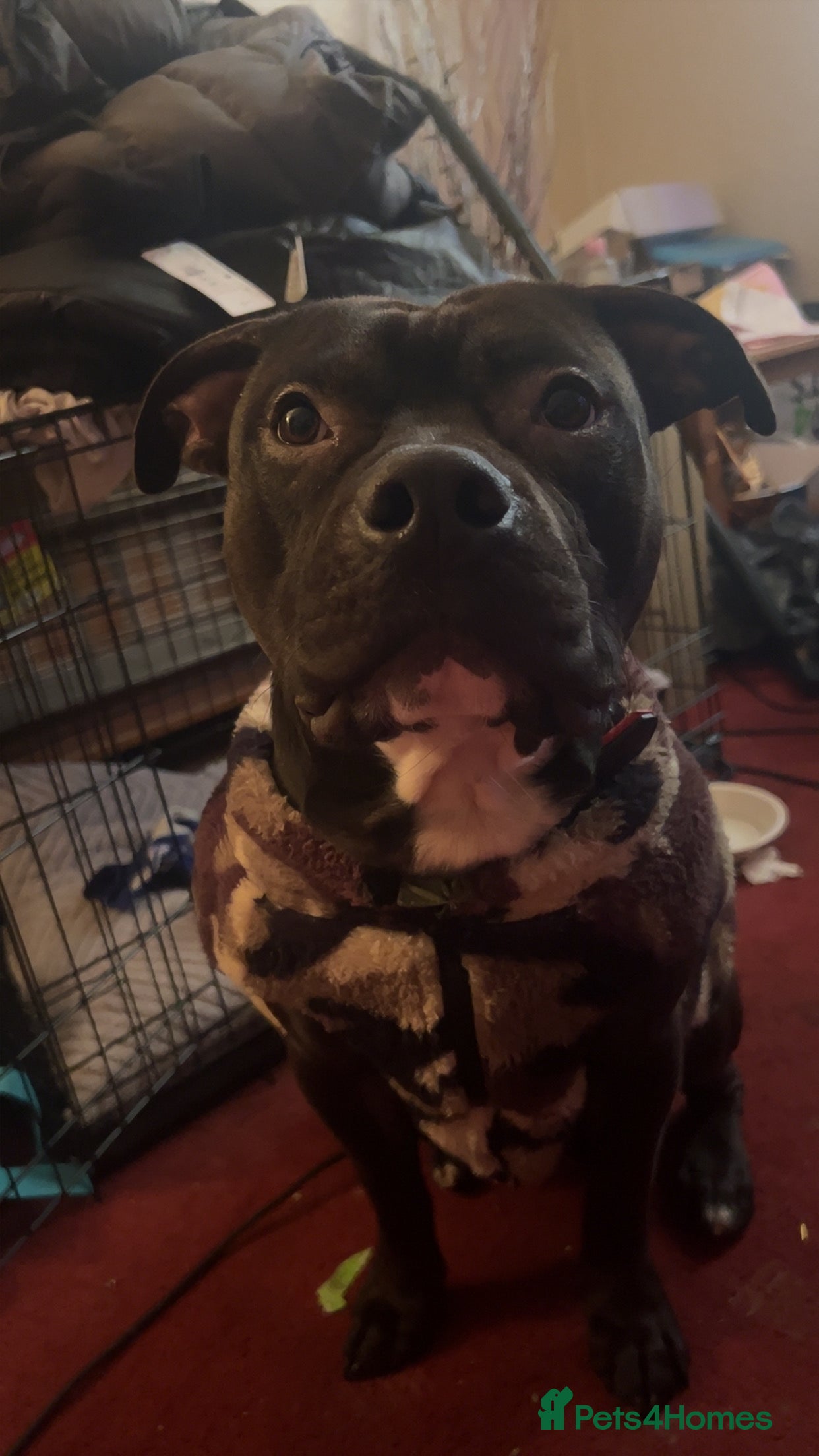 Staffordshire Bull Terrier dogs Baxter  - Advert 1