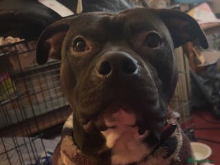 Staffordshire Bull Terrier dogs Baxter - Advert 1