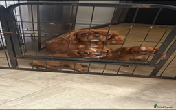 Cavalier King Charles Spaniel dogs for sale: DNA clear cavalier puppies ready now  - Image 6