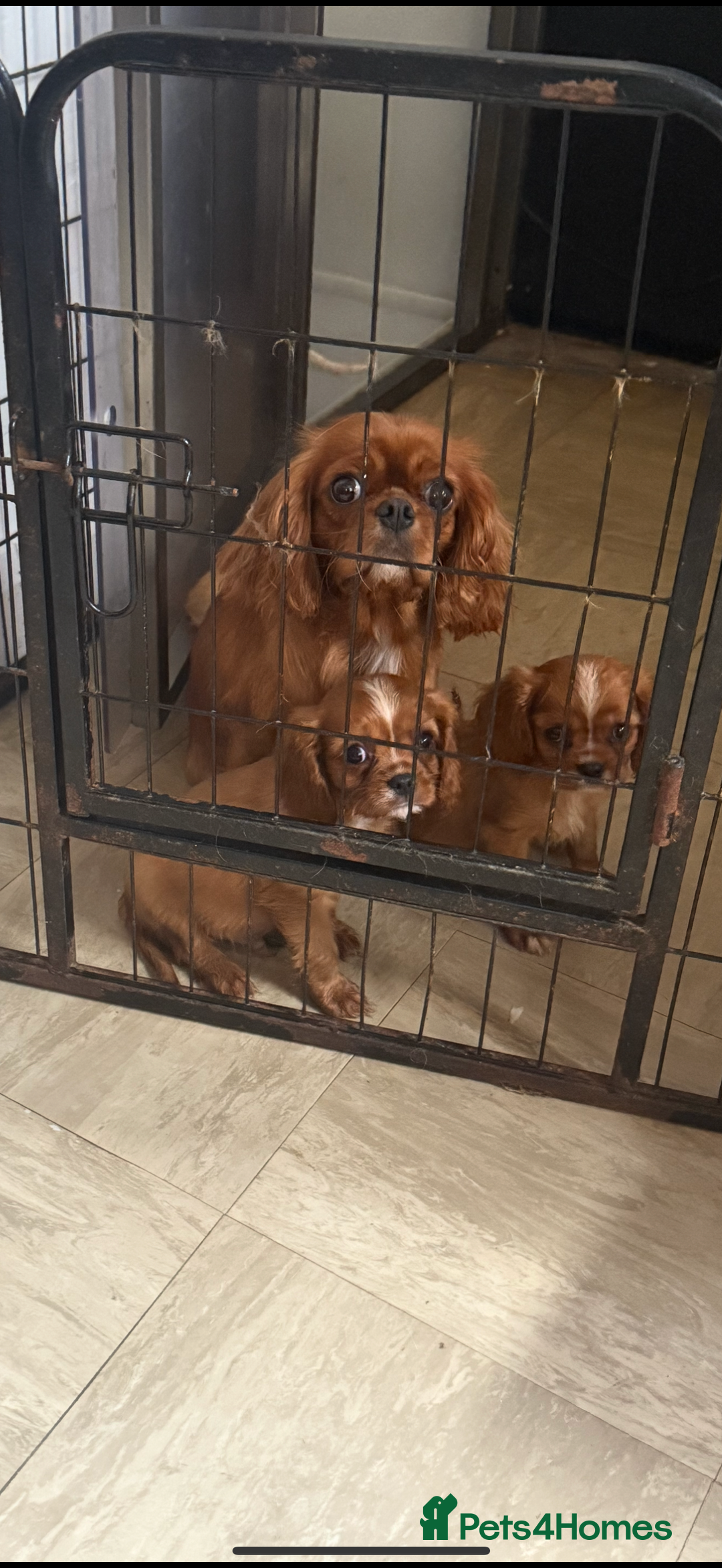 Cavalier King Charles Spaniel dogs for sale: DNA clear cavalier puppies ready now  - Image 6