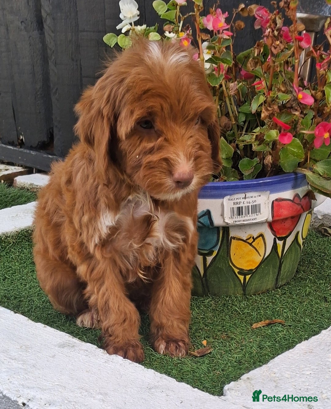Cockapoo dogs for sale: ** LAST ADORABLE CURLY BLACK & WHITE COCKAPOOS **  - Advert 27