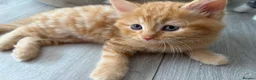 Mixed Breed cats for sale: Beautiful mixed-breed kittens! - Advert 39