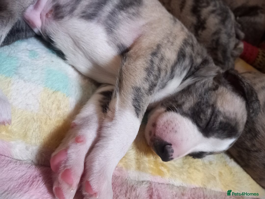 Whippet dogs for sale: Top Class Whippet Puppies bred from Champions - Image 6