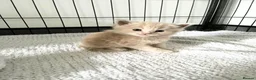 Maine Coon cats for sale: Maine Coon X BSH Kittens - Advert 9