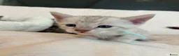 Bengal cats for sale: Stunning Pure Bengal Kittens Ready For Reservation - Advert 3
