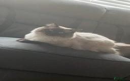 Ragdoll cats for sale: 3 beautiful ragdoll kittens - Image 9
