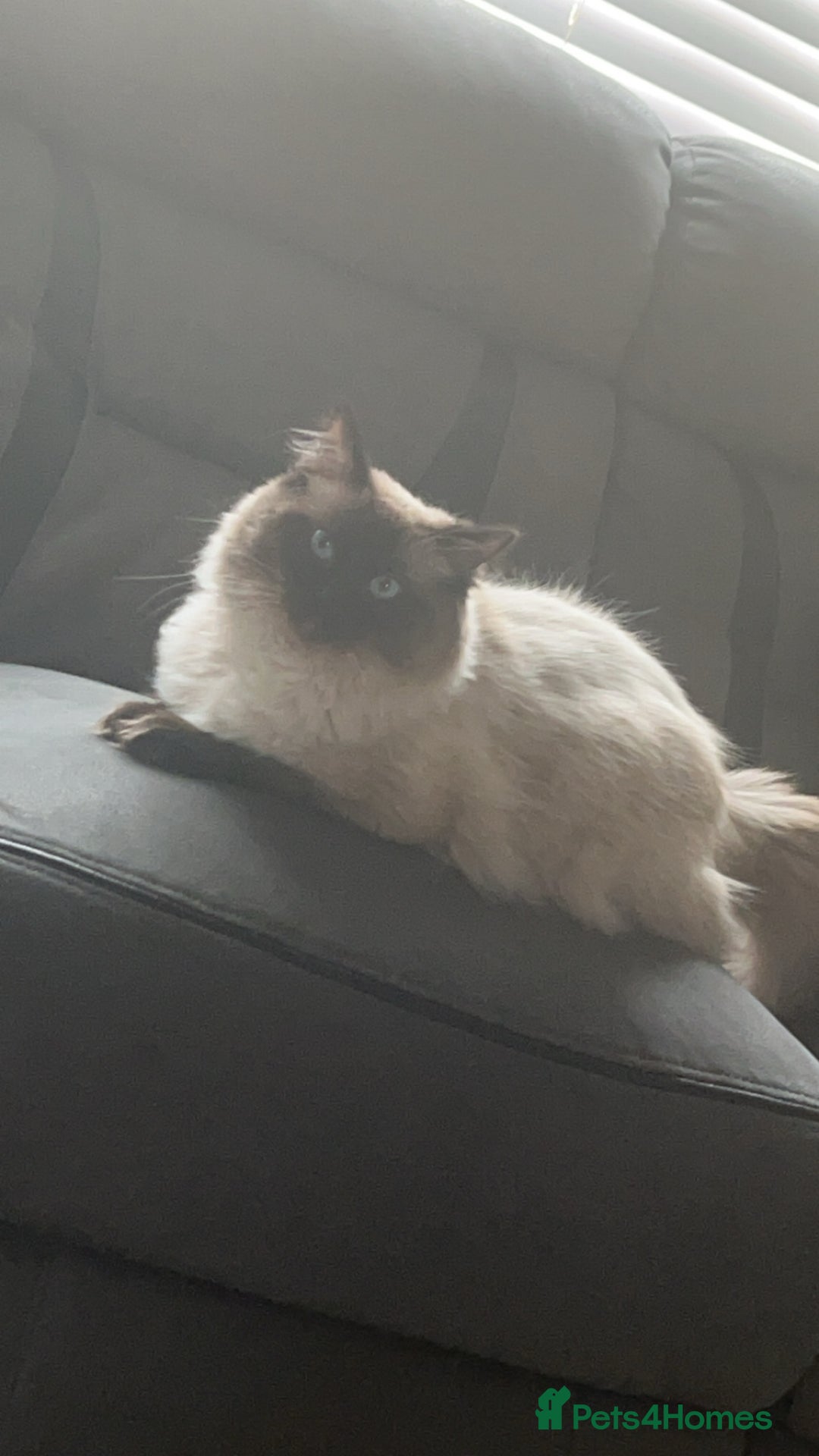 Ragdoll cats for sale: 3 beautiful ragdoll kittens - Image 9