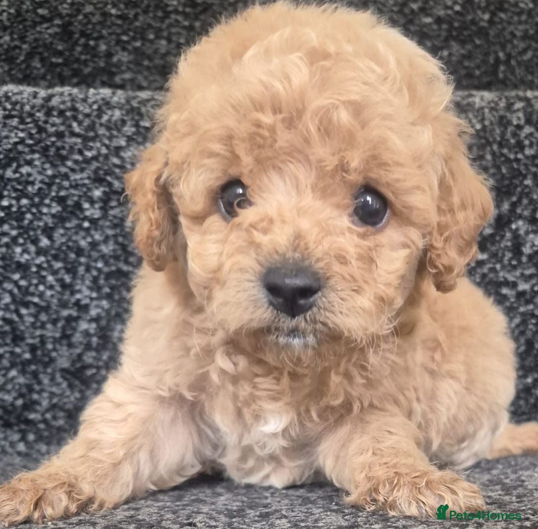 Toy Poodle dogs Toy poodle 🐩 kc registered mum and dad  - Advert 2