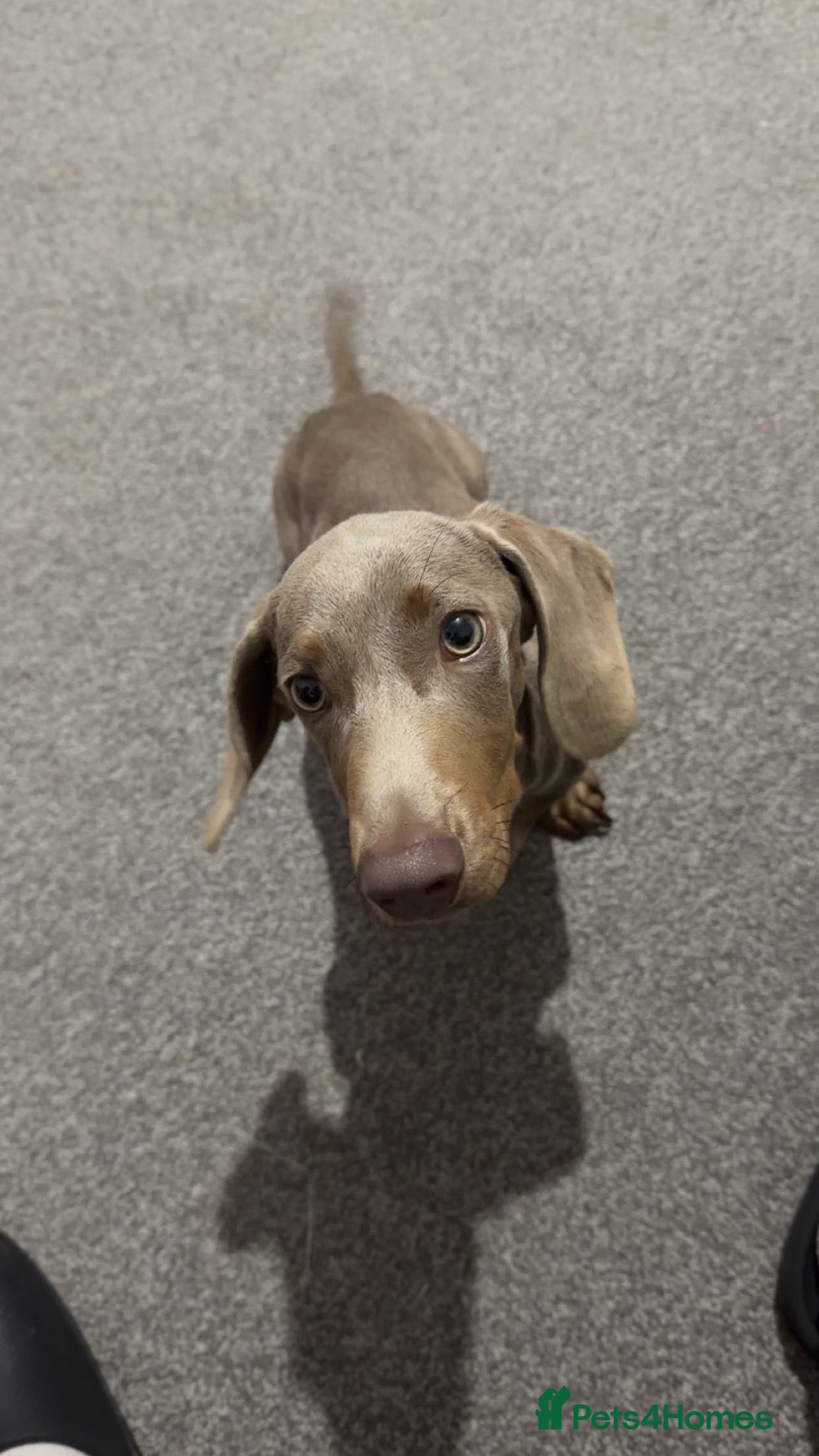 Miniature Dachshund dogs Male Isabella tan miniature daschund - 22 weeks  - Advert 2