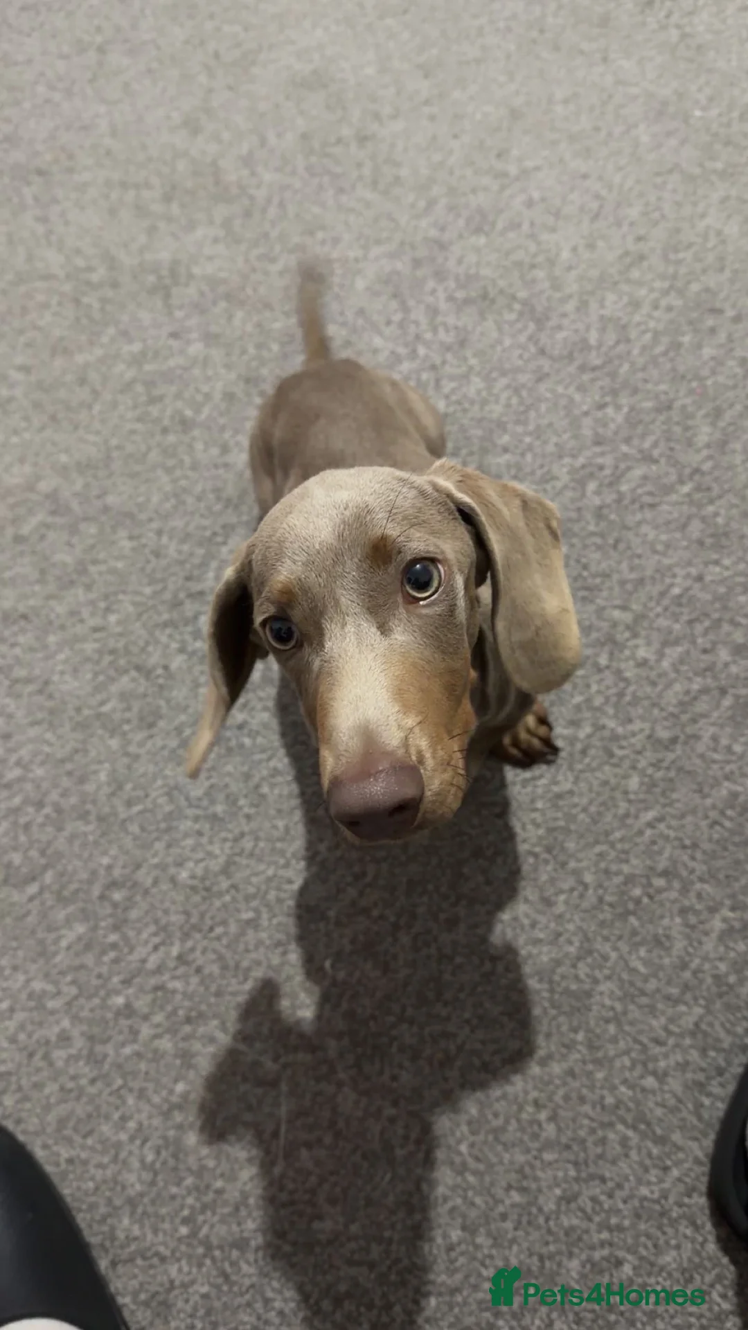 Miniature Dachshund dogs for sale: Male Isabella tan miniature daschund - 22 weeks  - Advert 1